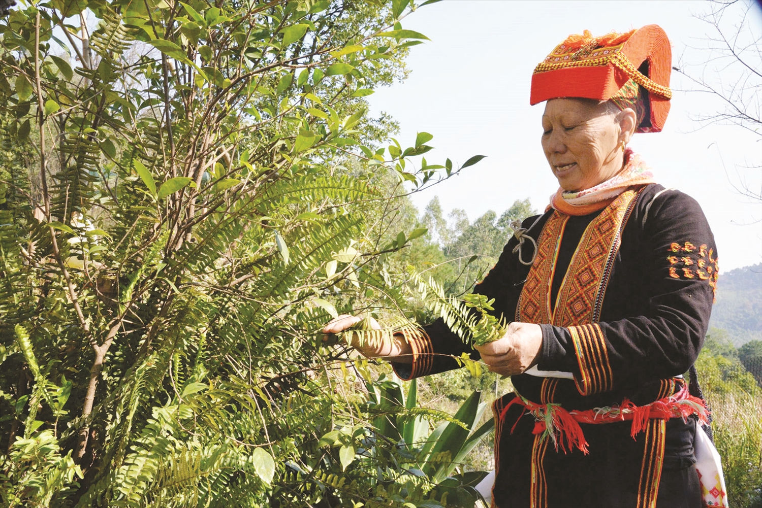 Hội viên Hội Đông y xã Mẫu Sơn, huyện Lộc Bình chăm vườn cây dược liệu  của gia đình.