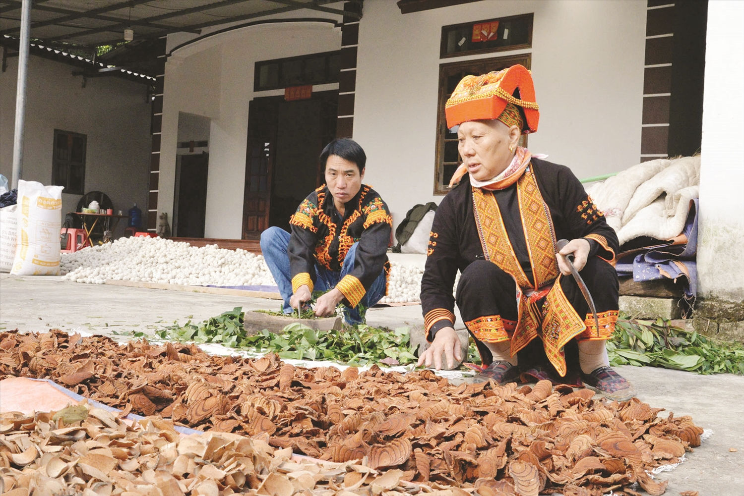 Từ các cây dược liệu quý, đồng bào Dao ở Mẫu Sơn đã tạo ra nhiều bài thuốc  dân gian hữu hiệu trong điều trị bệnh.