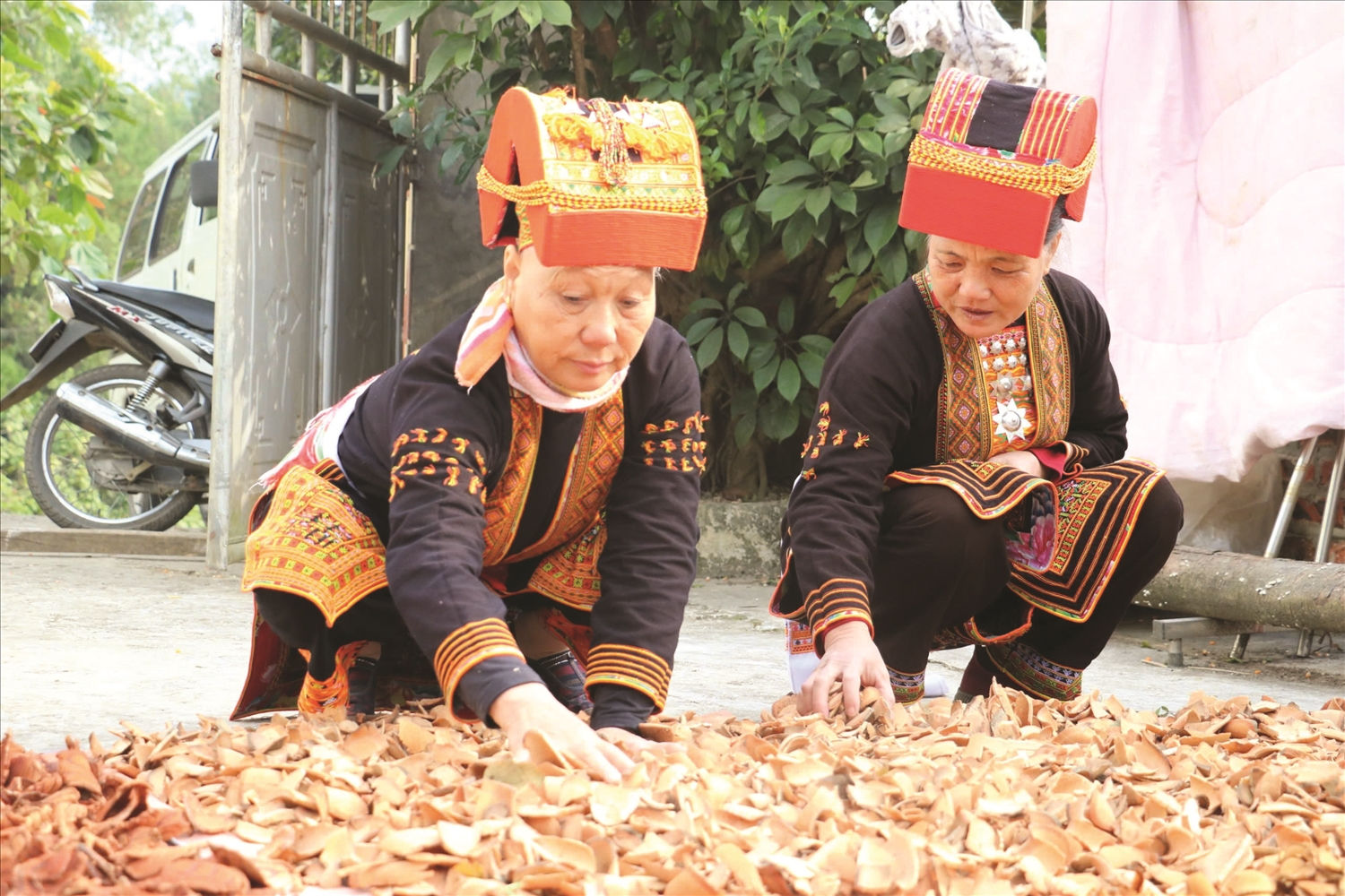 Đồng bào Dao Mẫu Sơn  sơ chế thuốc Nam.