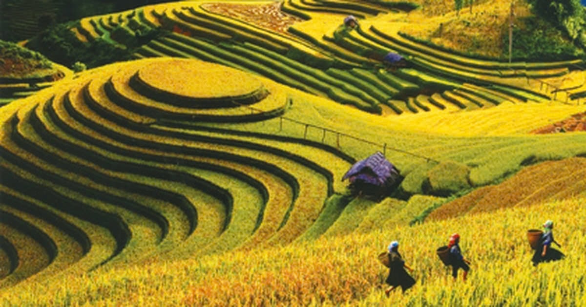 Vẻ đẹp bình yên của mùa lúa chín Tây Bắc, Đông Bắc thu hút nhiều khách quốc tế ghé thăm khi đến Việt Nam. Vẻ đẹp bình yên của mùa lúa chín Tây Bắc, Đông Bắc thu hút nhiều khách quốc tế ghé thăm khi đến Việt Nam.