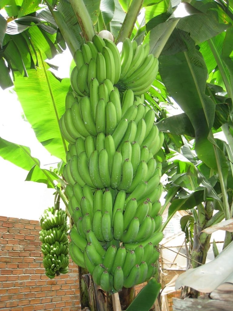 (Tổng hợp) Hướng dẫn trồng chuối Laba cho năng suất cao 2