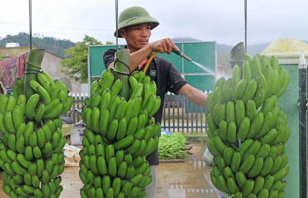 (Tổng hợp) Hướng dẫn trồng chuối Laba cho năng suất cao 4