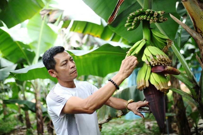 (Tổng hợp) Hướng dẫn trồng chuối Laba cho năng suất cao 3