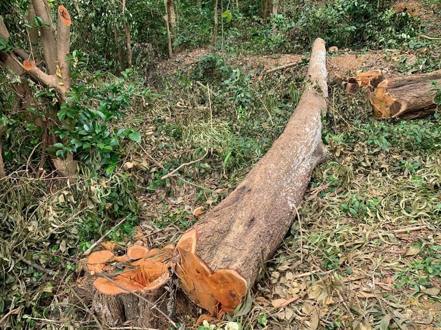 Nhiều cây trong rừng đặc dụng thuộc Khu di tích quốc gia đặc biệt đền Bà Triệu bị đốn hạ
