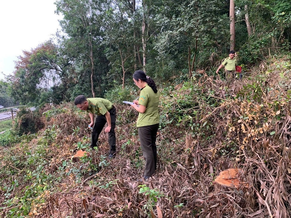 Cơ quan chức năng vào cuộc kiểm tra, xác minh vụ khai thác gỗ rừng đặc dụng