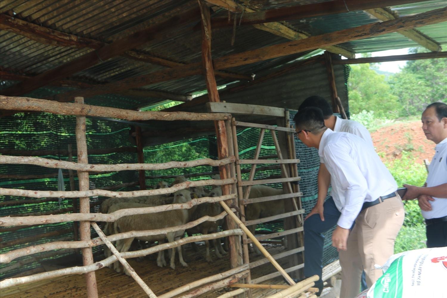 Huyện Bác Ái triển khai hỗ trợ nhiều mô hình sinh kế cho người dân từ nguồn lực của  Chương trình MTQG 1719 (Ảnh Huy Trường).