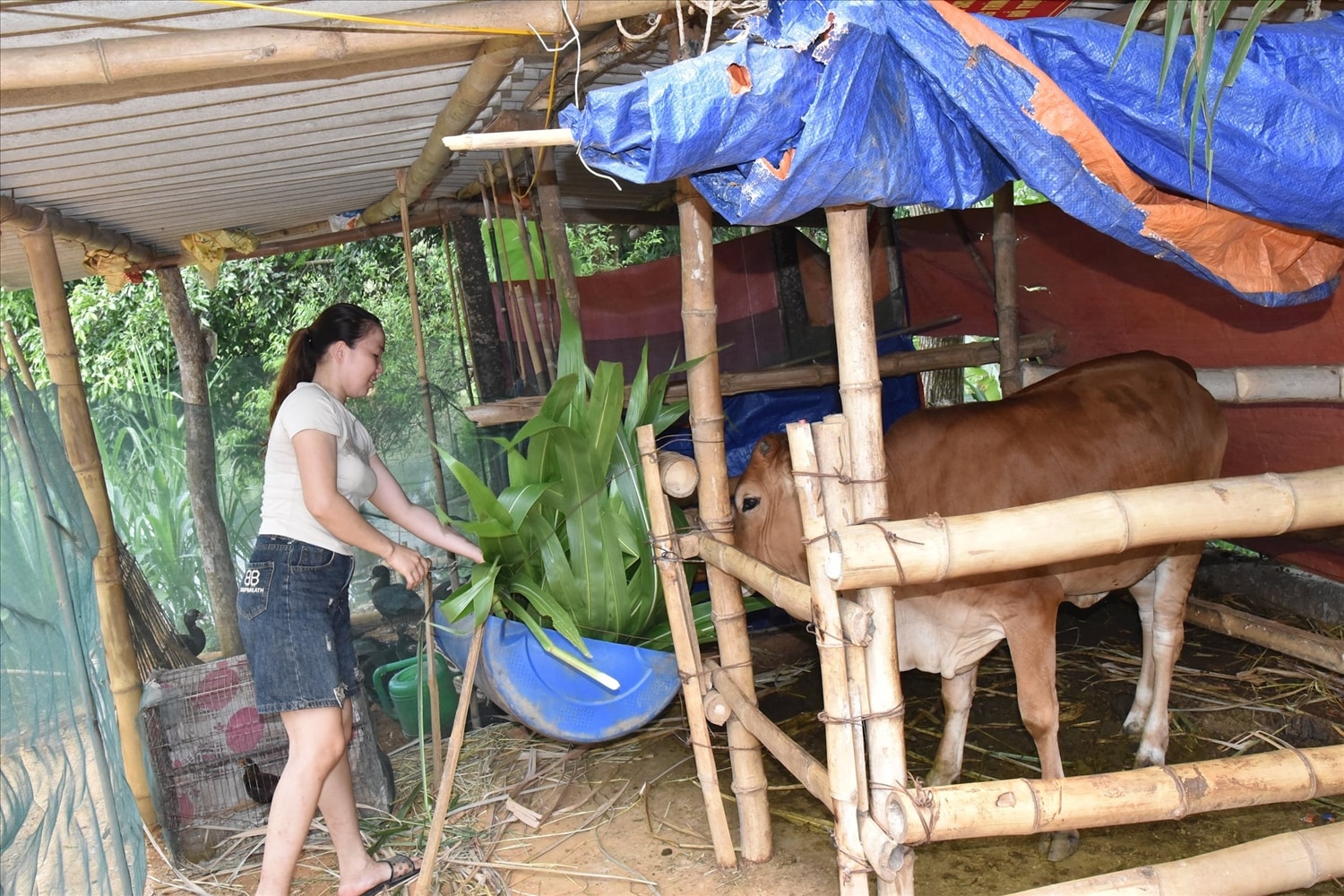 Từ nguồn vốn đầu tư của Chương trình MTQG 1719, giai đoạn 2019 - 2024, huyện Quỳ Hợp đã cấp 464 con bê cái địa phương và bê cái lai sind, tổ chức tập huấn kỹ thuật chăn nuôi cho khoảng 500 hộ dân (Ảnh T. Phúc) Từ nguồn vốn đầu tư của Chương trình MTQG 1719, giai đoạn 2019 - 2024, huyện Quỳ Hợp đã cấp 464 con bê cái địa phương và bê cái lai sind, tổ chức tập huấn kỹ thuật chăn nuôi cho khoảng 500 hộ dân (Ảnh T. Phúc)