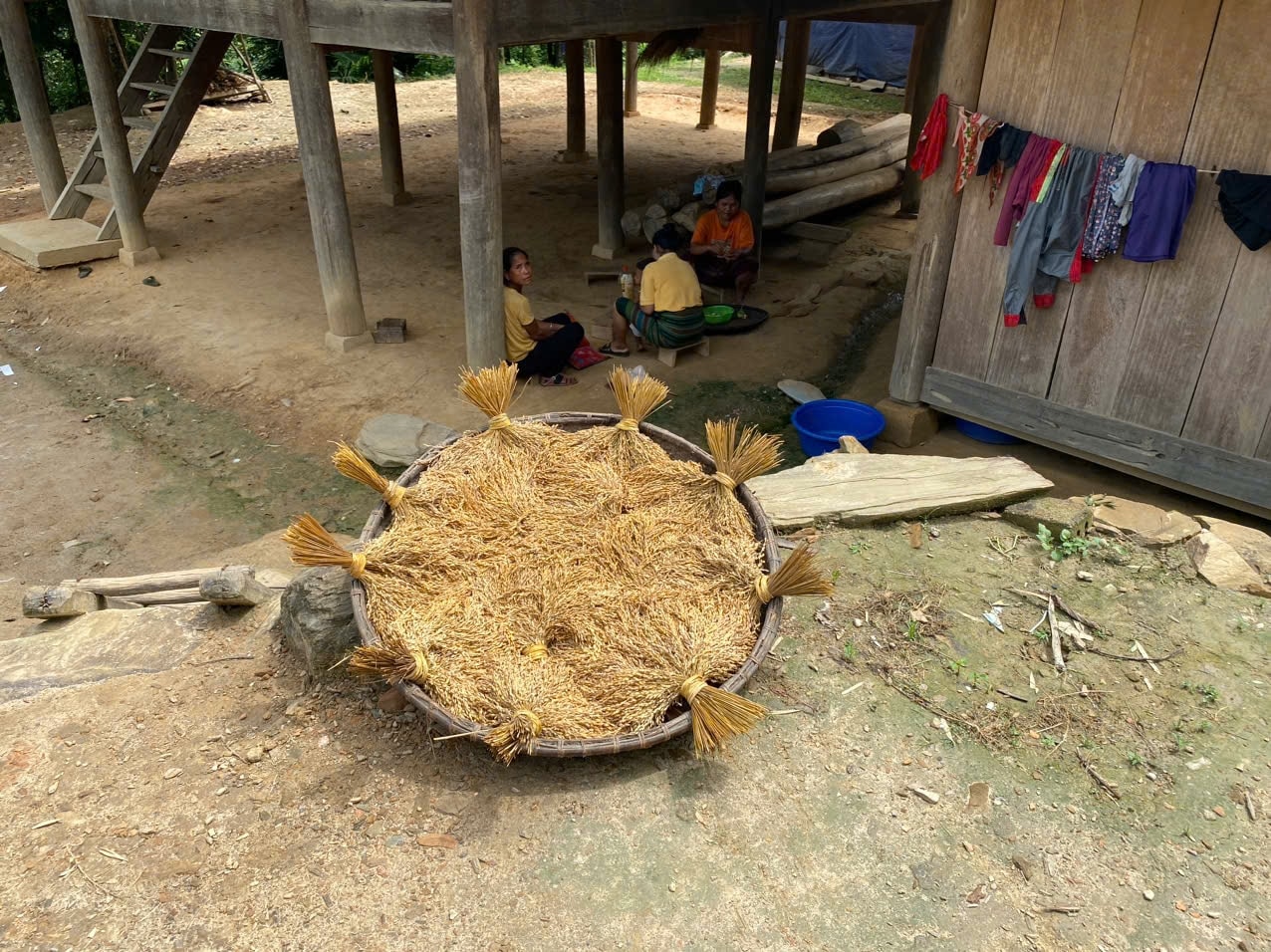 Bản Huồi Thợ xã Hữu Kiệm có 175 hộ thì chỉ còn 25 hộ nghèo  (Trong ảnh: lúa rẫy của bà con sau thu hoạch được phơi cẩn thận).