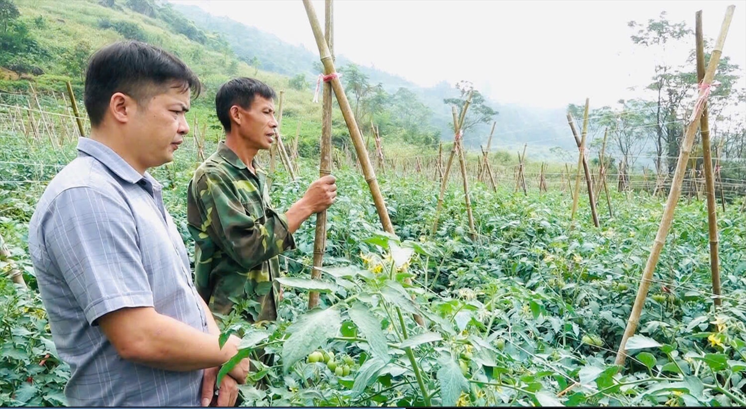 2.000 gốc cây cà chua trồng vụ hè thu năm 2024 của gia đình ông Lù Thải Tráng, xã Nghĩa Thuận (người đứng thứ 2) chuẩn bị cho thu hoạch. 2.000 gốc cây cà chua trồng vụ hè thu năm 2024 của gia đình ông Lù Thải Tráng, xã Nghĩa Thuận (người đứng thứ 2) chuẩn bị cho thu hoạch.