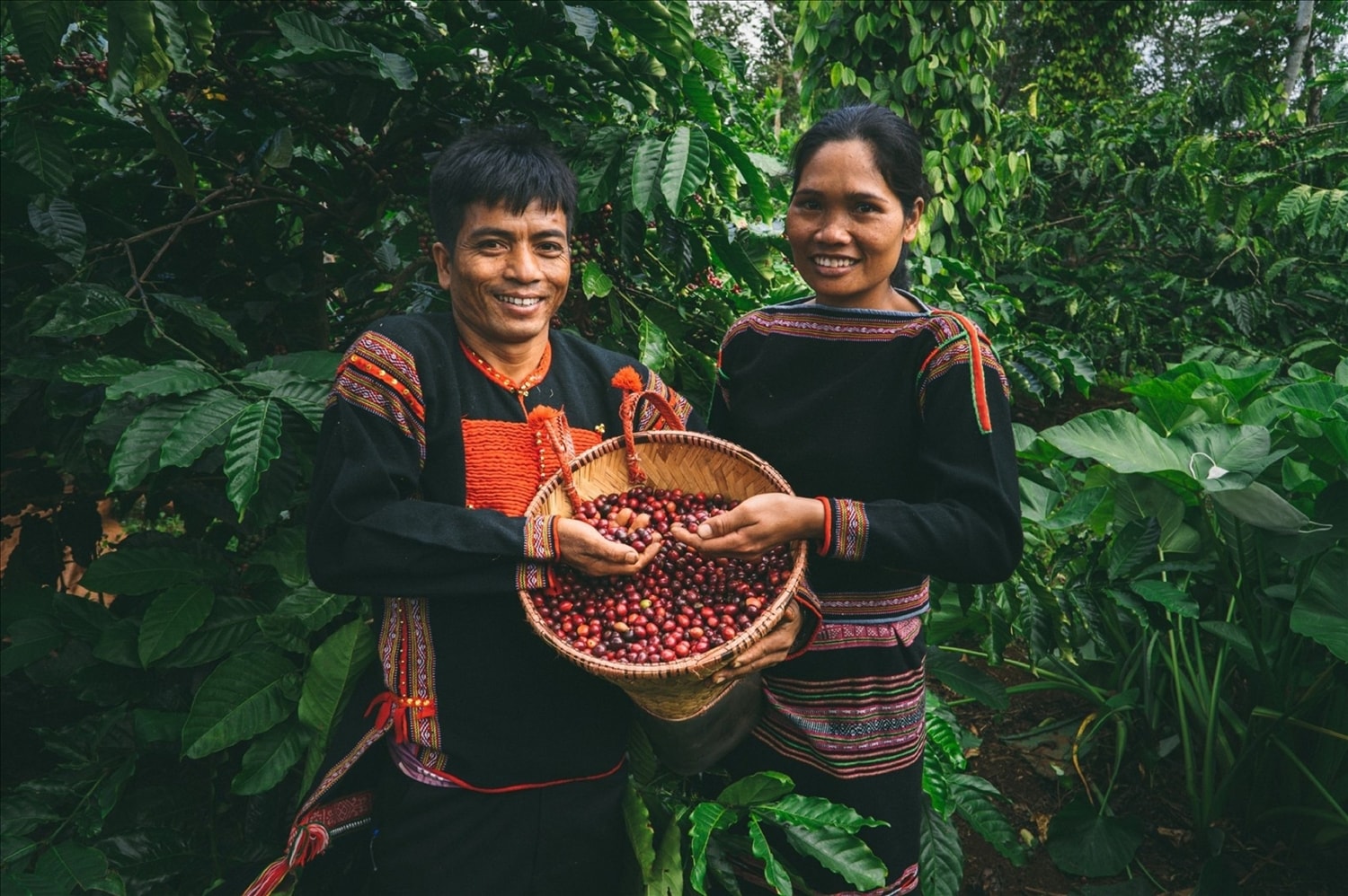 Cà phê trở thành một trong những cây trồng chủ lực giúp đồng bào các dân tộc thiểu số ở Tây Nguyên phát triển kinh tế.