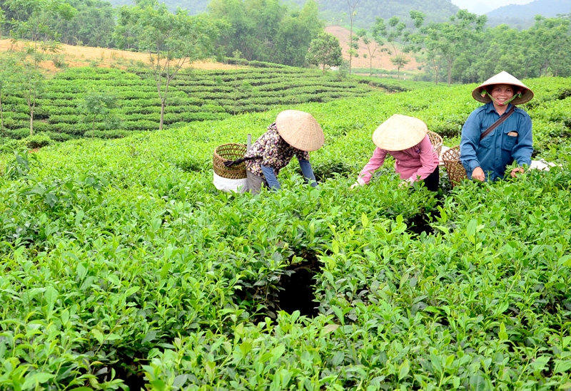 Tập trung chỉ đạo, triển khai thi hành Luật Đất đai 