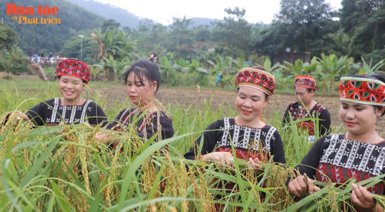 Độc đáo phong tục “giữ hồn lúa”, “gọi hồn lúa” của người Xá Phó 