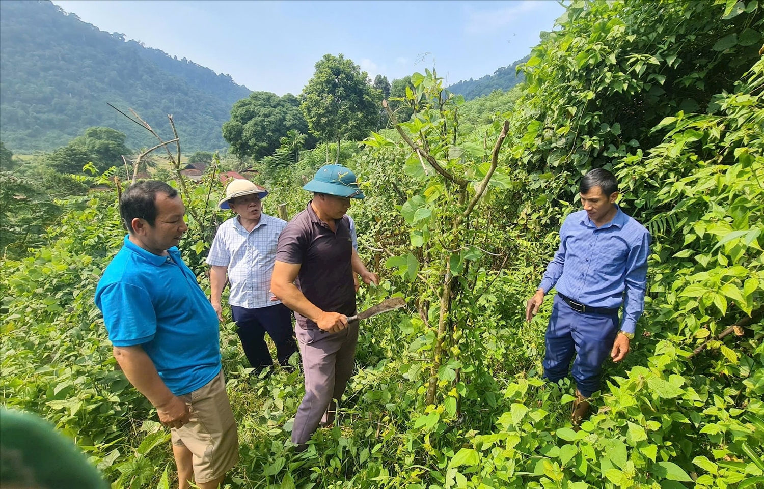 Cây Bách Bộ được người dân bản Na Kho, xã Nga My, huyện Tương Dương trồng dưới tán rừng Cây Bách Bộ được người dân bản Na Kho, xã Nga My, huyện Tương Dương trồng dưới tán rừng