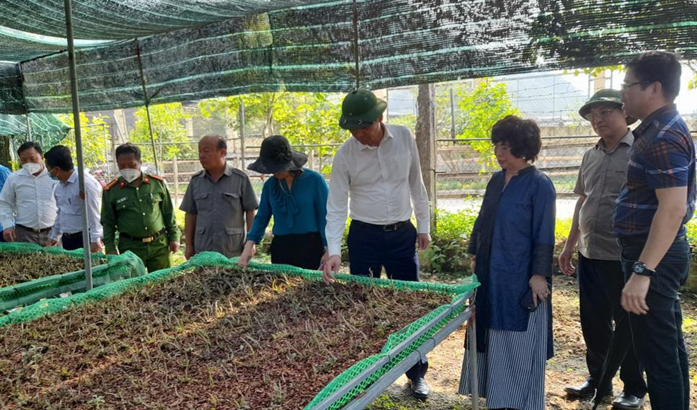 Lãnh đạo tỉnh Nghệ An cùng nhà đầu tư khảo sát vùng trồng dược liệu ở xã Mường Lống huyện Kỳ Sơn Lãnh đạo tỉnh Nghệ An cùng nhà đầu tư khảo sát vùng trồng dược liệu ở xã Mường Lống huyện Kỳ Sơn