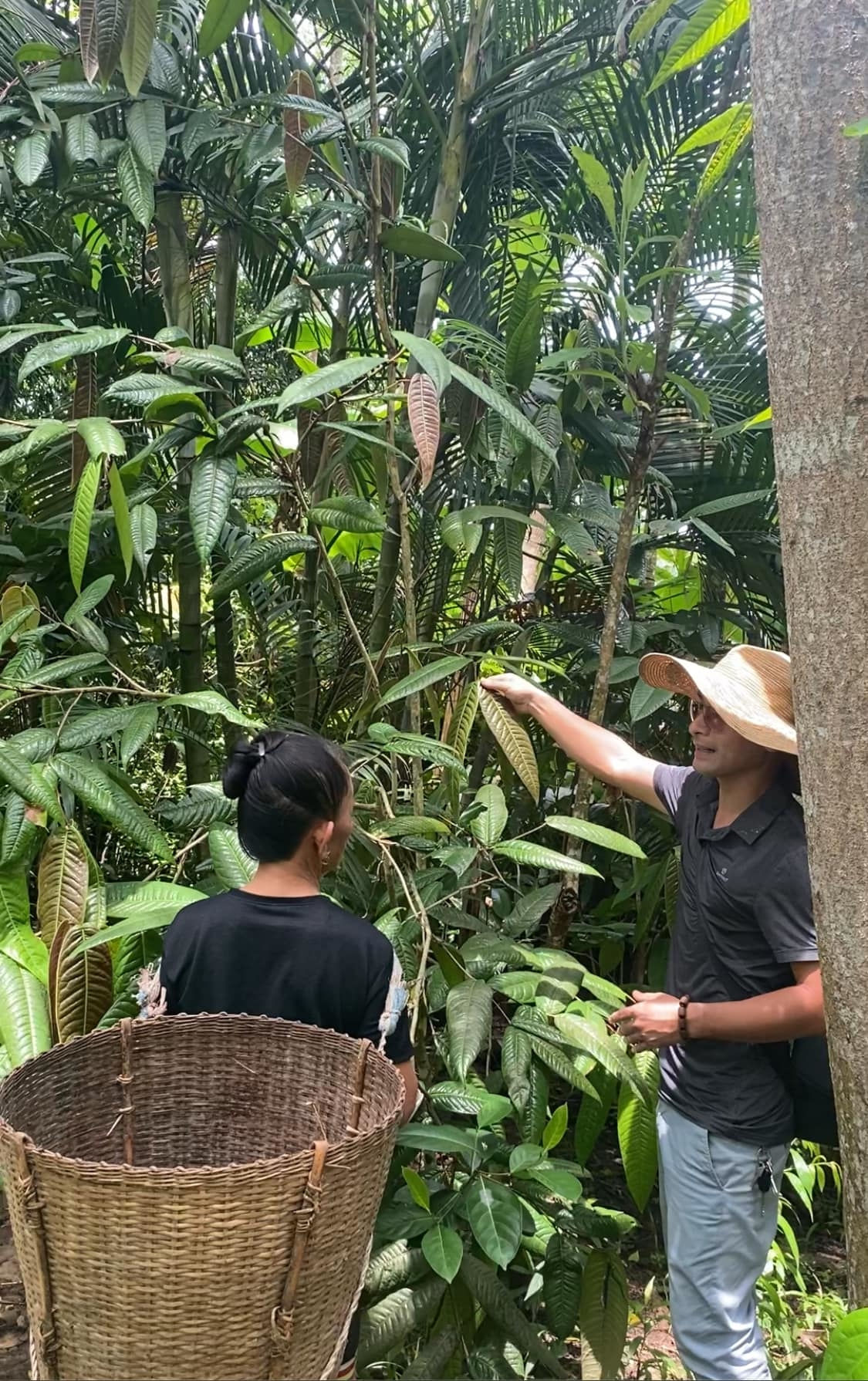 Trà Hoa Vàng đang được người dân các xã huyện Quế Phong trồng để nâng cao thu nhập Trà Hoa Vàng đang được người dân các xã huyện Quế Phong trồng góp phần nâng cao thu nhập