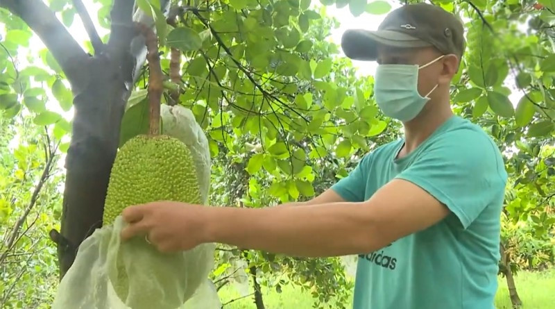Nguồn vốn vay tín dụng giúp đồng bào DTTS  trên địa bàn tỉnh Bình Thuận phát triển sản xuất nông, lâm nghiệp bền vững,