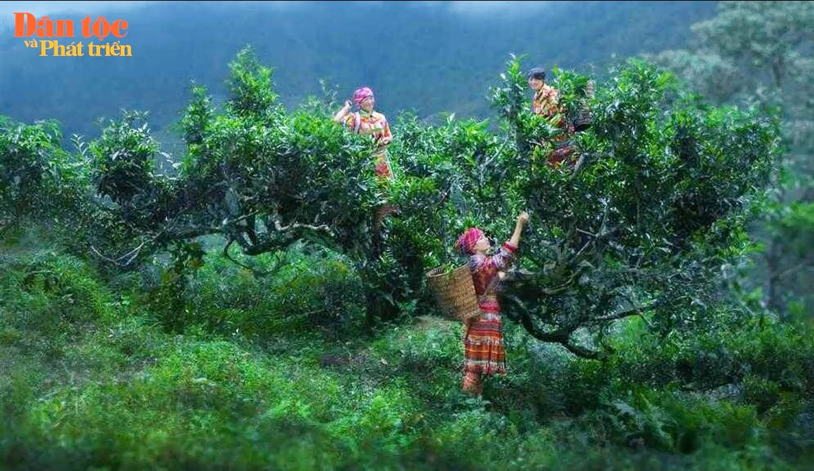 Tôn vinh cây chè tổ ở Suối Giàng 