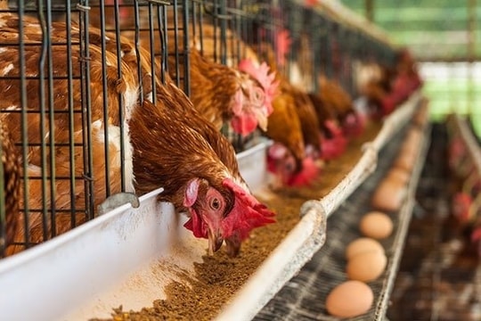  Bà con cần chủ động thực hiện nhiều biện pháp phòng, chống bệnh để đảm bảo đàn vật nuôi luôn khỏe mạnh.