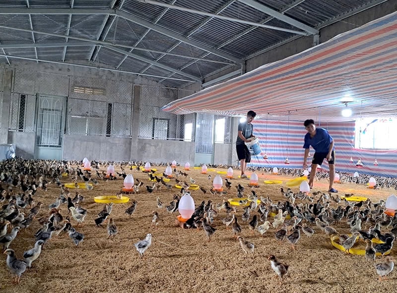 Mô hình hỗ trợ con giống giúp người dân chăn nuôi cải thiện thu nhập thoát nghèo của Đoàn Kinh tế Quốc phòng 959 (xã An Phước, huyện Tân Hồng) Mô hình hỗ trợ con giống giúp người dân chăn nuôi cải thiện thu nhập thoát nghèo của Đoàn Kinh tế Quốc phòng 959 (xã An Phước, huyện Tân Hồng)