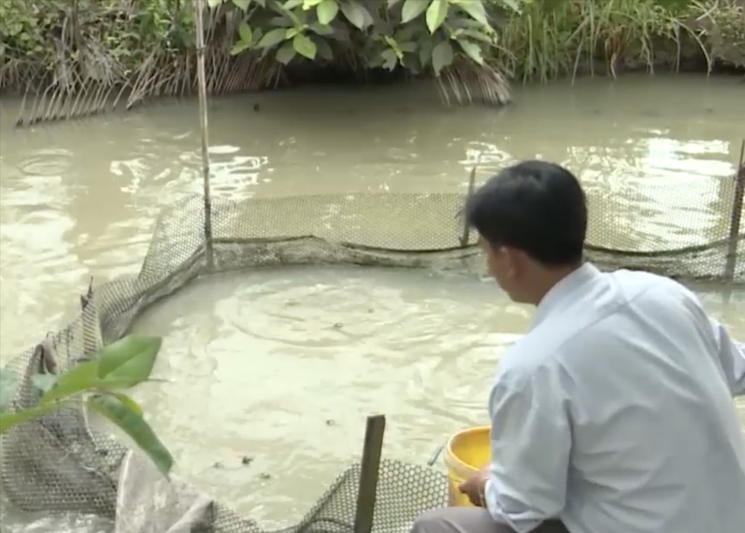 Mô hình nuôi cá trong vèo rất phù hợp với qui mô đầu tư về đồng vốn hỗ trợ từ Chương trình 