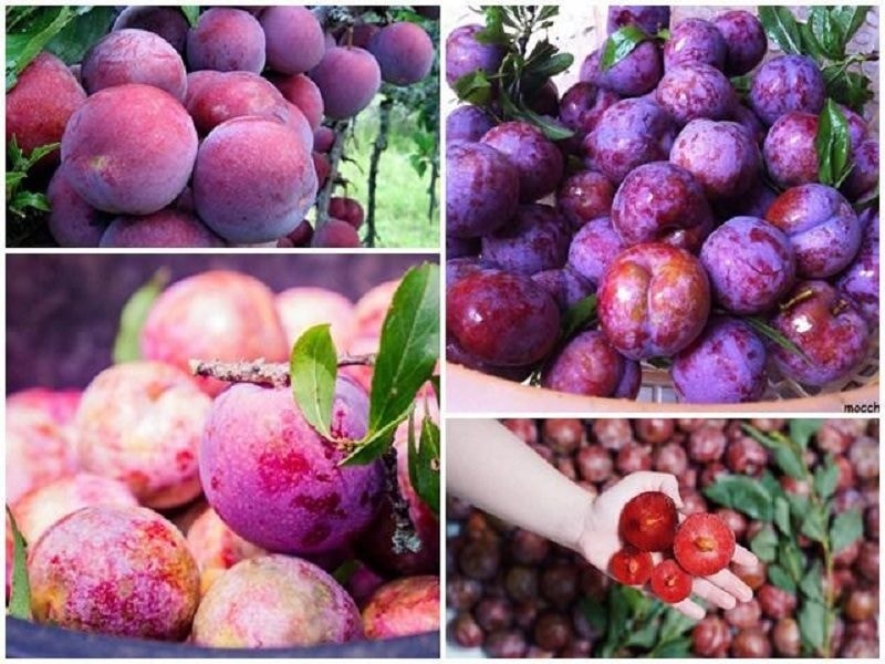 Quả mận vị ngọt, chua, tính bình, đi vào hai kinh can và thận có tác dụng thanh can, điều nhiệt, giải độc, hoạt huyết, sinh tân, chỉ khát, lợi thủy...