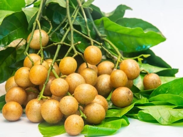 (Tổng hợp) Kỹ thuật trồng và chăm sóc cây quất hồng bì hiệu quả 3