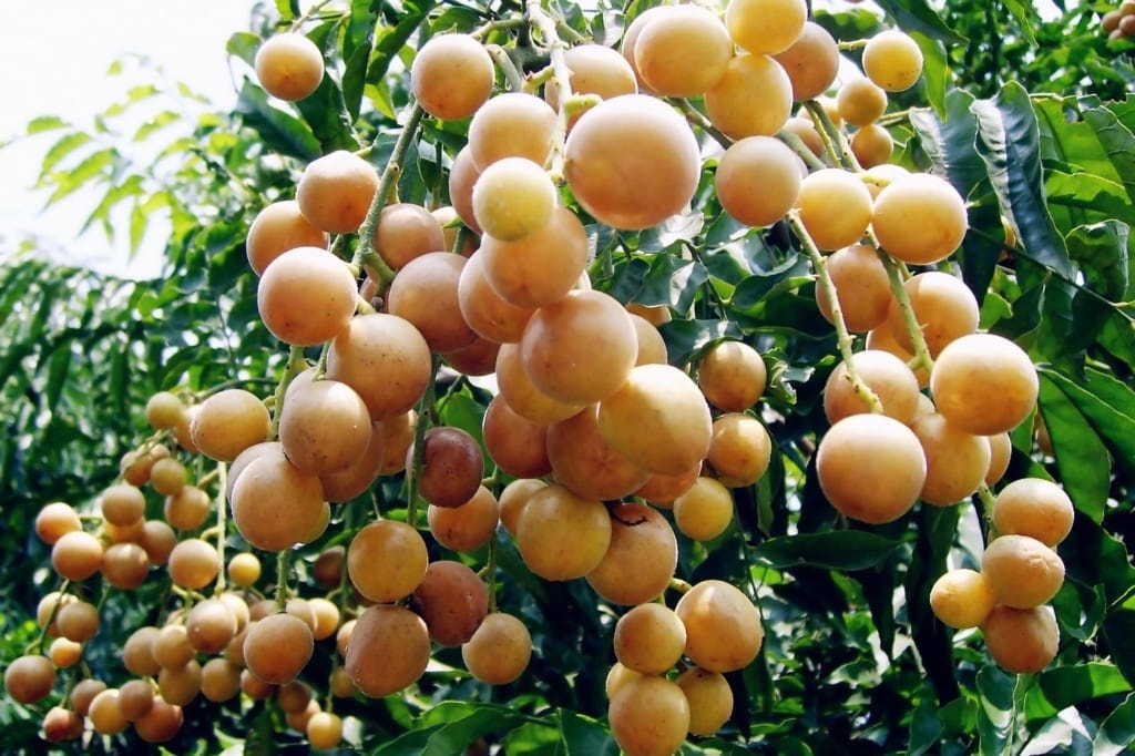 (Tổng hợp) Kỹ thuật trồng và chăm sóc cây quất hồng bì hiệu quả 4