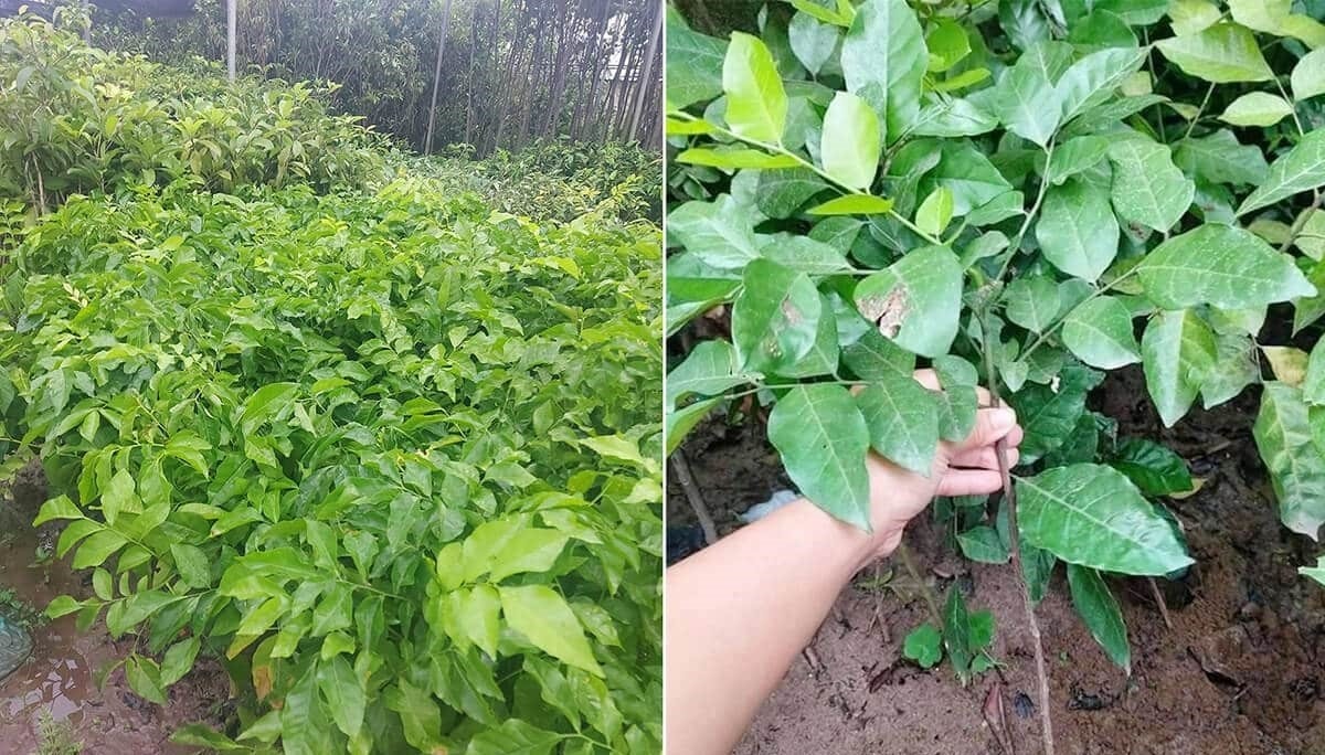(Tổng hợp) Kỹ thuật trồng và chăm sóc cây quất hồng bì hiệu quả 1