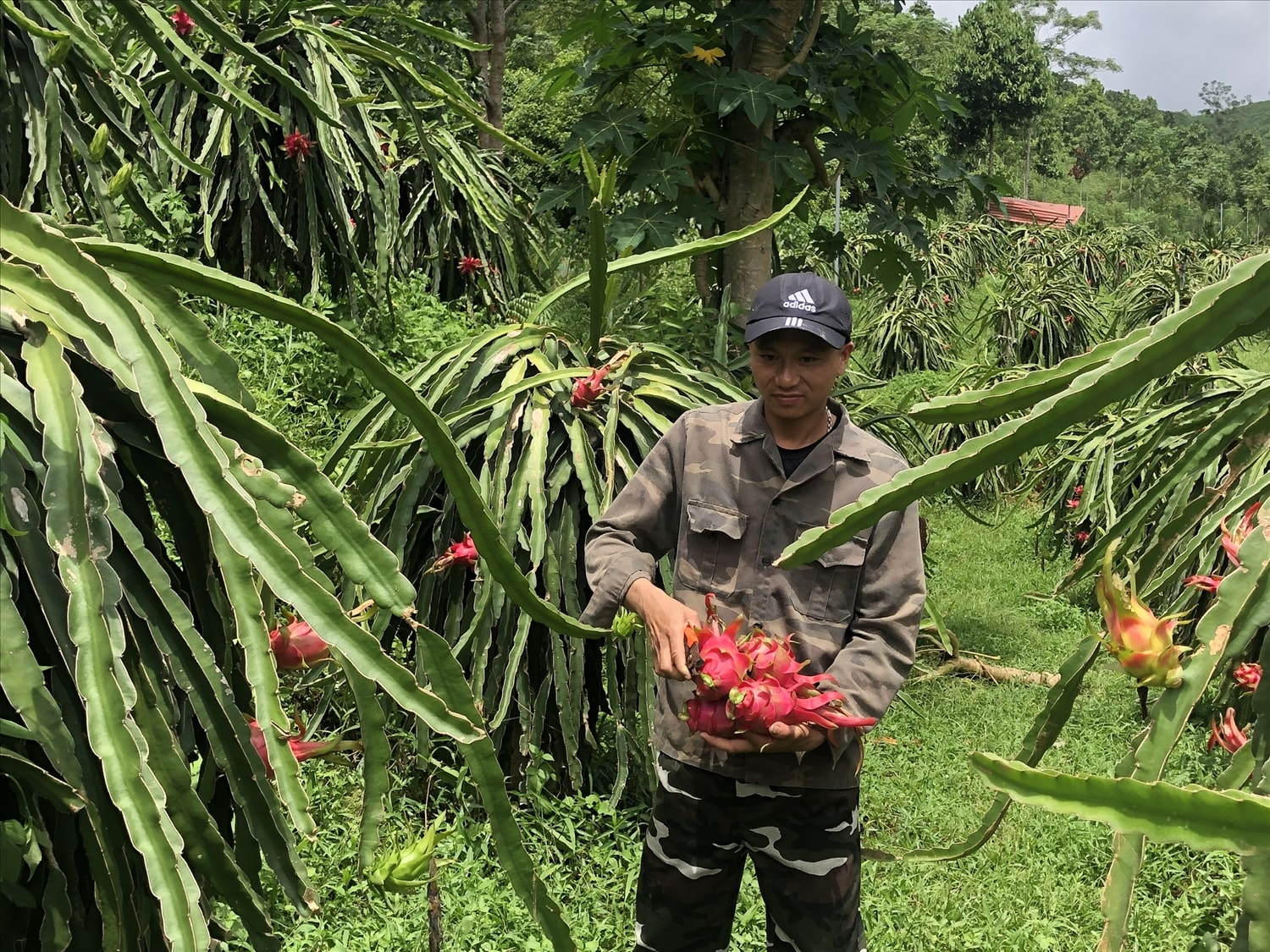 Bà con nông dân xã Minh Tân, huyện Bảo Yên thu hoạch thanh long - Đây là giống cây được hỗ trợ từ CT MTQG xây dựng NTM Bà con nông dân xã Minh Tân, huyện Bảo Yên thu hoạch thanh long - Đây là giống cây được hỗ trợ từ CT MTQG xây dựng NTM