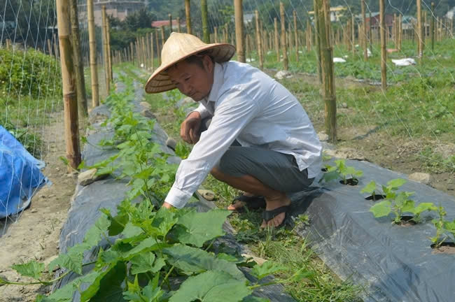 Hội viên Hợp tác xã Nam Dương chăm sóc bí xanh Hội viên Hợp tác xã Nam Dương chăm sóc bí xanh