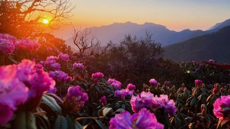 Màu hoa Đỗ quyên trên đỉnh Putaleng. (Ảnh: Sở Văn hóa, Thể thao và Du lịch Lai Châu) Màu hoa Đỗ quyên trên đỉnh Putaleng. (Ảnh: Sở Văn hóa, Thể thao và Du lịch Lai Châu)