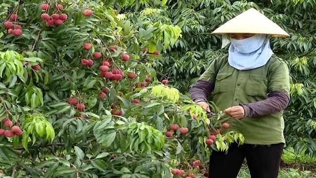 Được sự hỗ trợ của Nhà nước, nhiều hộ dân trên địa bàn huyện Ngọc Lặc đã nỗ lực phát triển kinh tế, vươn lên thoát nghèo Được sự hỗ trợ của Nhà nước, nhiều hộ dân trên địa bàn huyện Ngọc Lặc đã nỗ lực phát triển kinh tế, vươn lên thoát nghèo