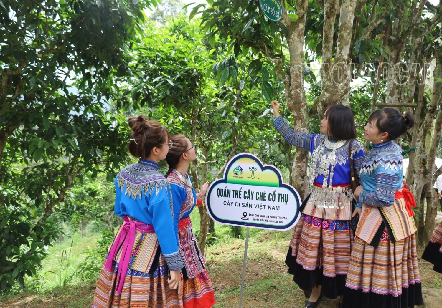 (BÀI CĐ BẮC HÀ) Tự hào miền đất cây di sản 2