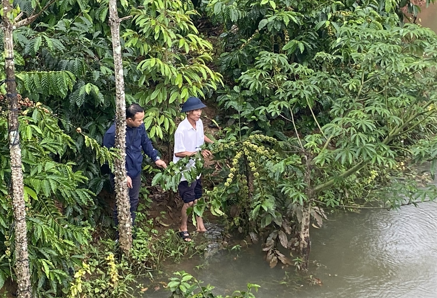 Hơn 20 cây cà phê đang chuẩn bị thu hoạch của gia đình ông Nguyễn Huy Thành (áo trắng), thôn Pa Cheng, xã Đăk Long, huyện Đăk Hà bị ngập úng do thủy điện Đăk Psi 6 tích nước
