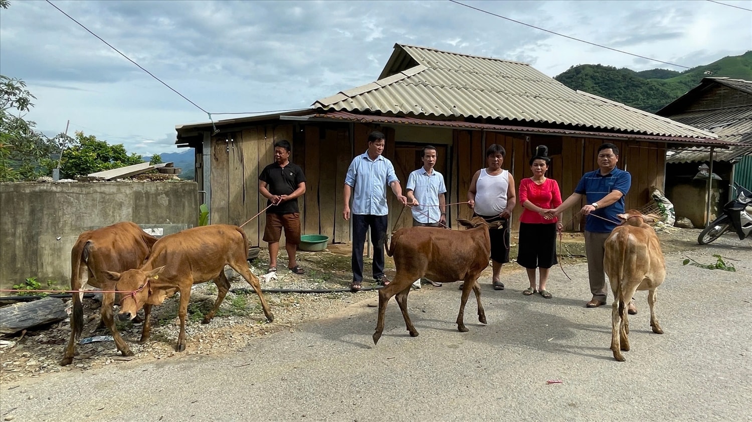 Người dân trên địa bàn huyện Thuận Châu được hỗ trợ bò sinh sản để phát triển kinh tế, giúp thoát nghèo, ổn định cuộc sống Người dân trên địa bàn huyện Thuận Châu được hỗ trợ bò sinh sản để phát triển kinh tế, giúp thoát nghèo, ổn định cuộc sống