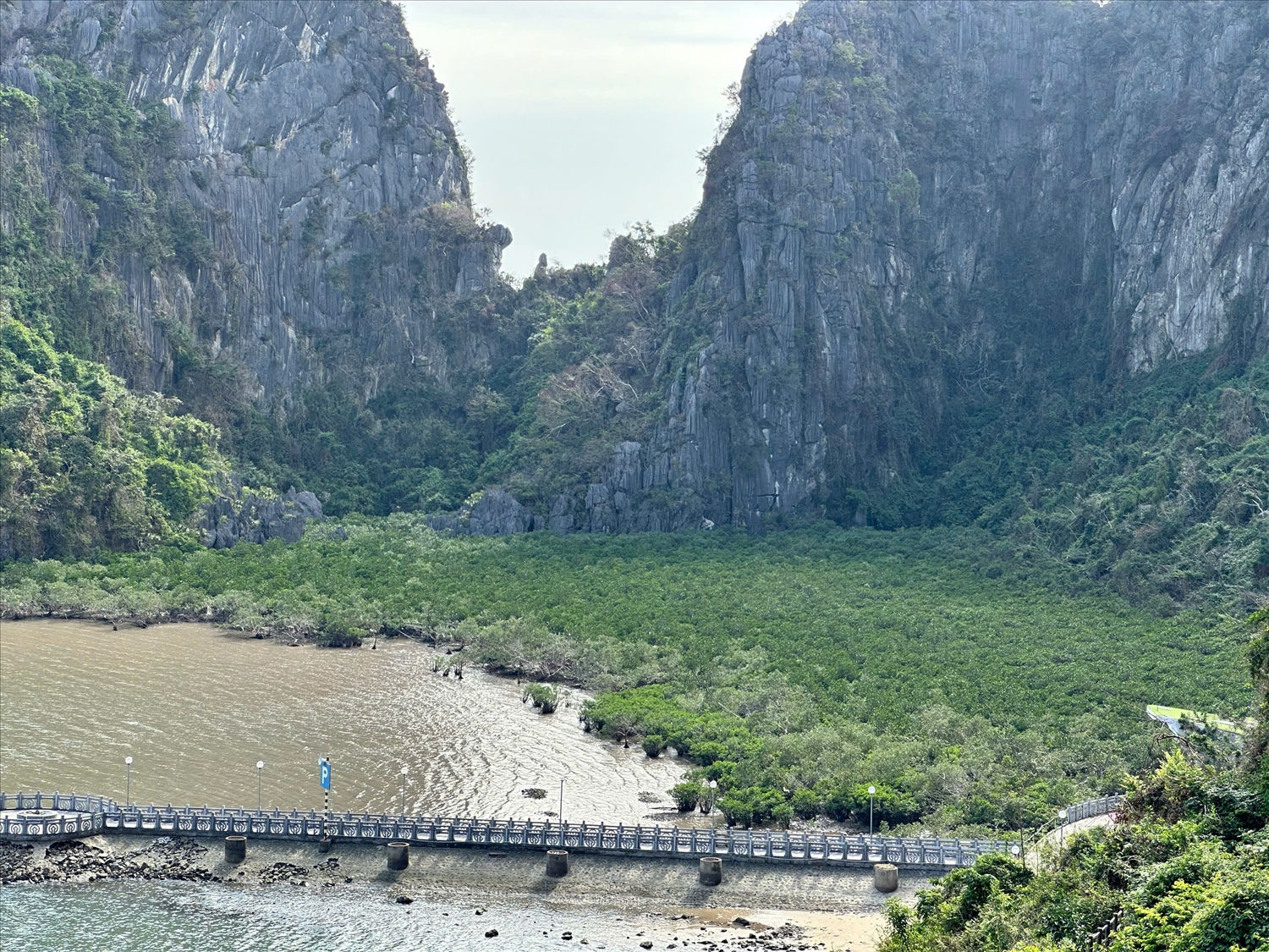Quần thể rừng ngập mặn ngay cạnh Động Thiên Cung. Hãy cùng chung tay trồng, chăm sóc và bảo vệ rừng ngập mặn, đó là một trong những hành động hữu ích để chúng ta ứng xử với Di sản - kỳ quan thế giới Vịnh Hạ Long, giữ cho Hạ Long mãi xanh