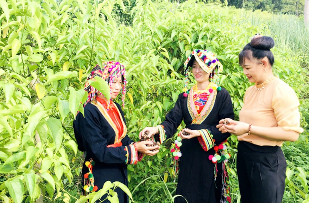 Sơn Dương đang thực hiện tốt phong trào thi đua giảm nghèo, làm giàu bền vững ở nhiều địa phương Sơn Dương đang thực hiện tốt phong trào thi đua giảm nghèo, làm giàu bền vững ở nhiều địa phương