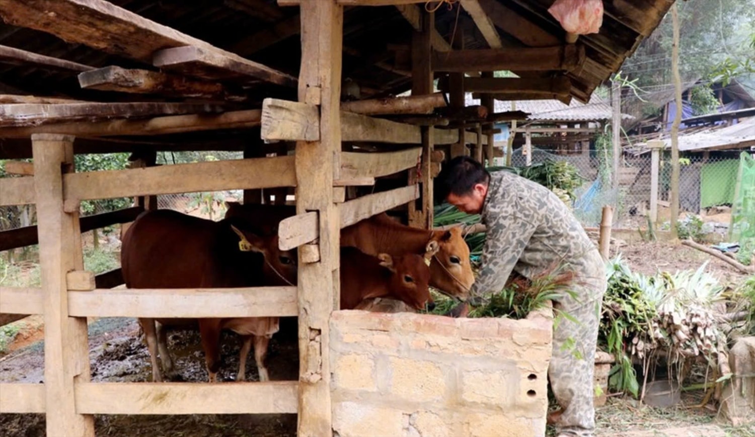 Sơn Dương đang thực hiện tốt phong trào thi đua giảm nghèo, làm giàu bền vững ở nhiều địa phương Sơn Dương đang thực hiện tốt phong trào thi đua giảm nghèo, làm giàu bền vững ở nhiều địa phương