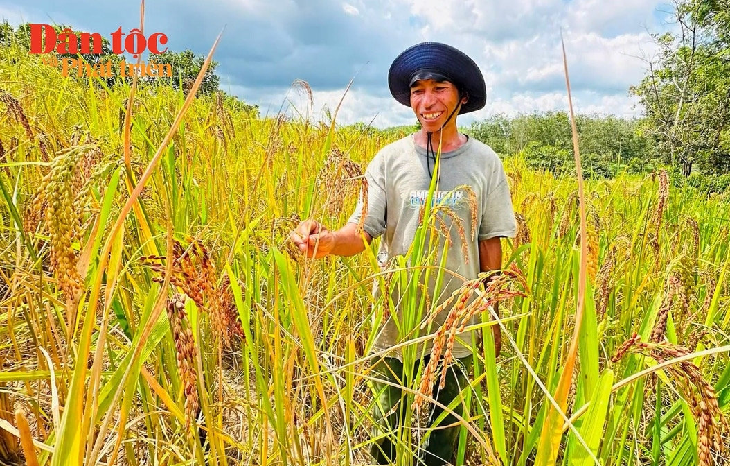 Lưu giữ giống lúa mẹ 