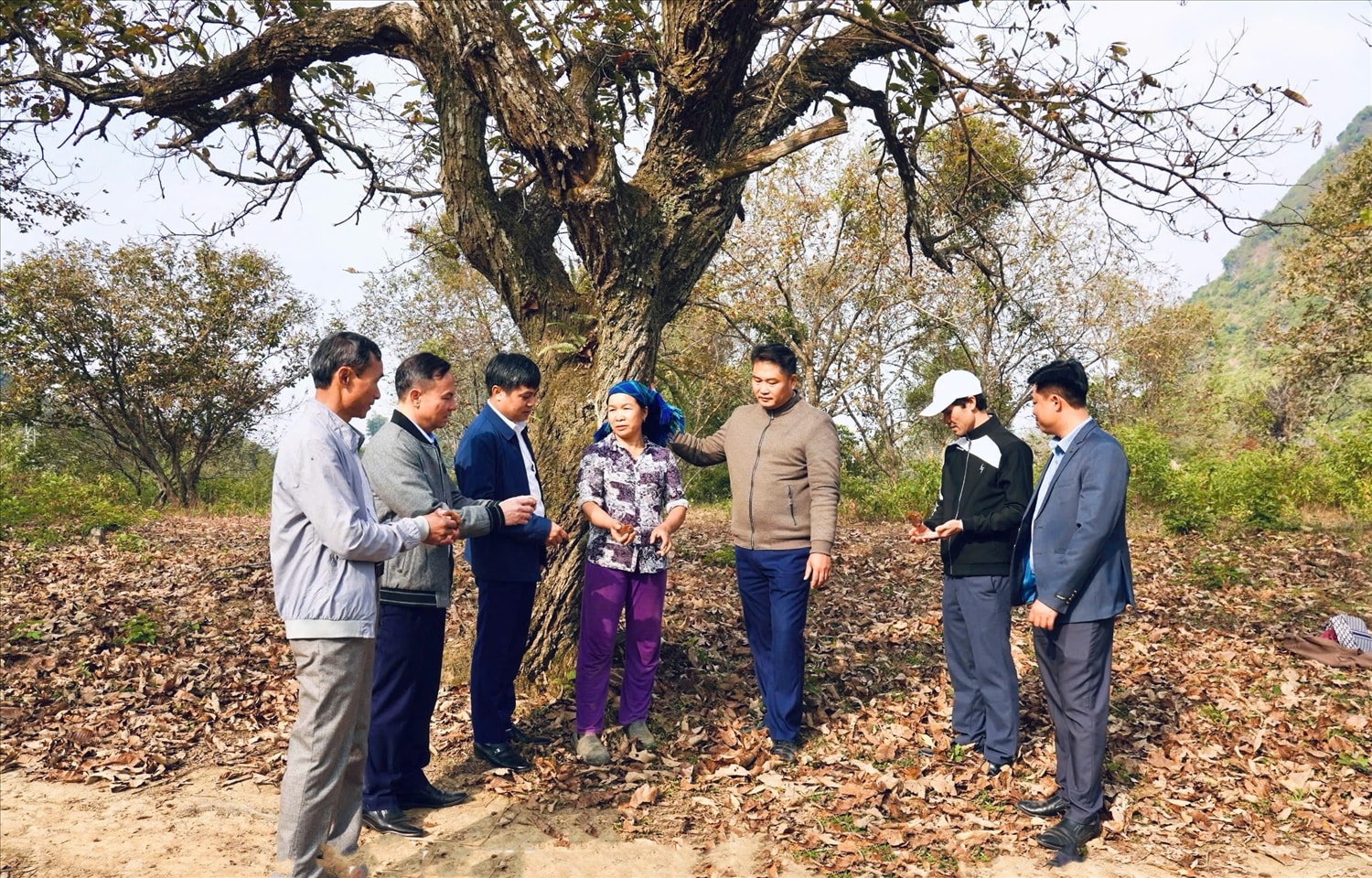 Đoàn công tác huyện Sơn Dương thăm mô hình trồng hạt dẻ tại xóm Bản Khấy, xã Chí Viễn, huyện Trùng Khánh, tỉnh Cao Bằng.
