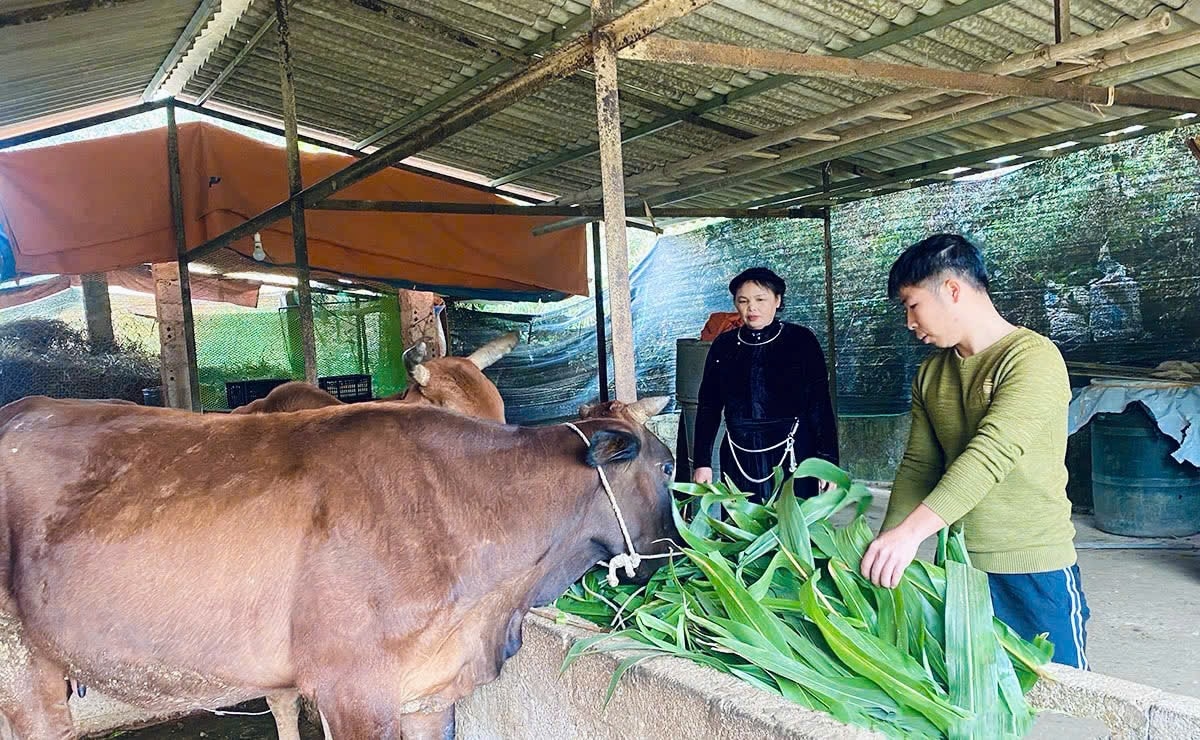 Nhờ được tuyên truyền tích cực về các chương trình, chính sách giảm nghèo, gia đình anh Phàng Đức Cảnh, thôn Bờ Hồ, xã Kháng Nhật đã được vay vốn phát triển chăn nuôi bò, vươn lên thoát nghèo.