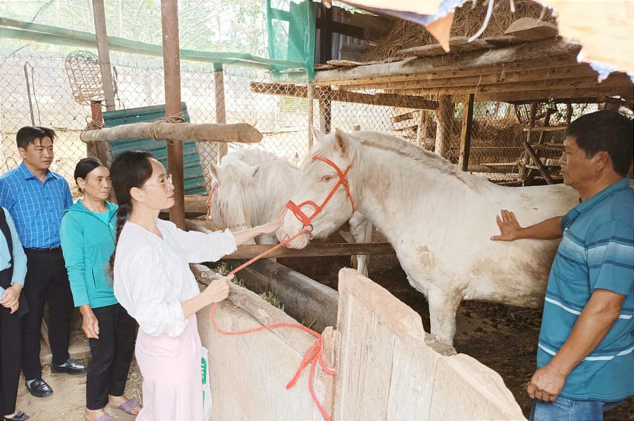 Mô hình nuôi ngựa bạch tại xã Na Hối mang lại thu nhập ổn định cho người dân.