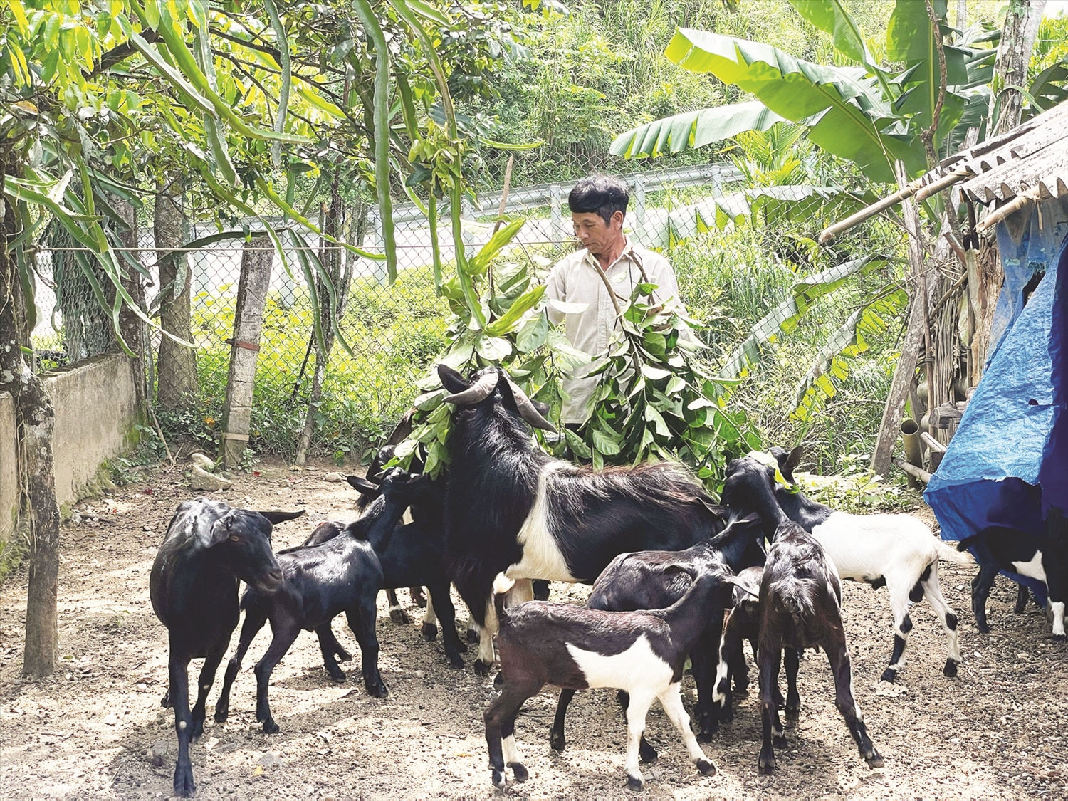 Ông Hồ Xuân Hoa, xã Hương Trà, huyện Trà Bồng thoát nghèo nhờ đàn dê được hỗ trợ từ vốn chính sách Ông Hồ Xuân Hoa, xã Hương Trà, huyện Trà Bồng thoát nghèo nhờ đàn dê được hỗ trợ từ vốn chính sách