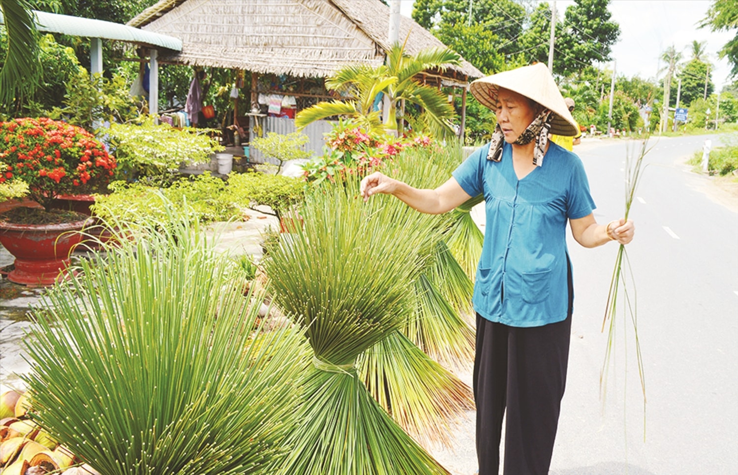 Người dân Ba Chúc phơi cỏ bàng. Ảnh TL Người dân Ba Chúc phơi cỏ bàng. Ảnh TL