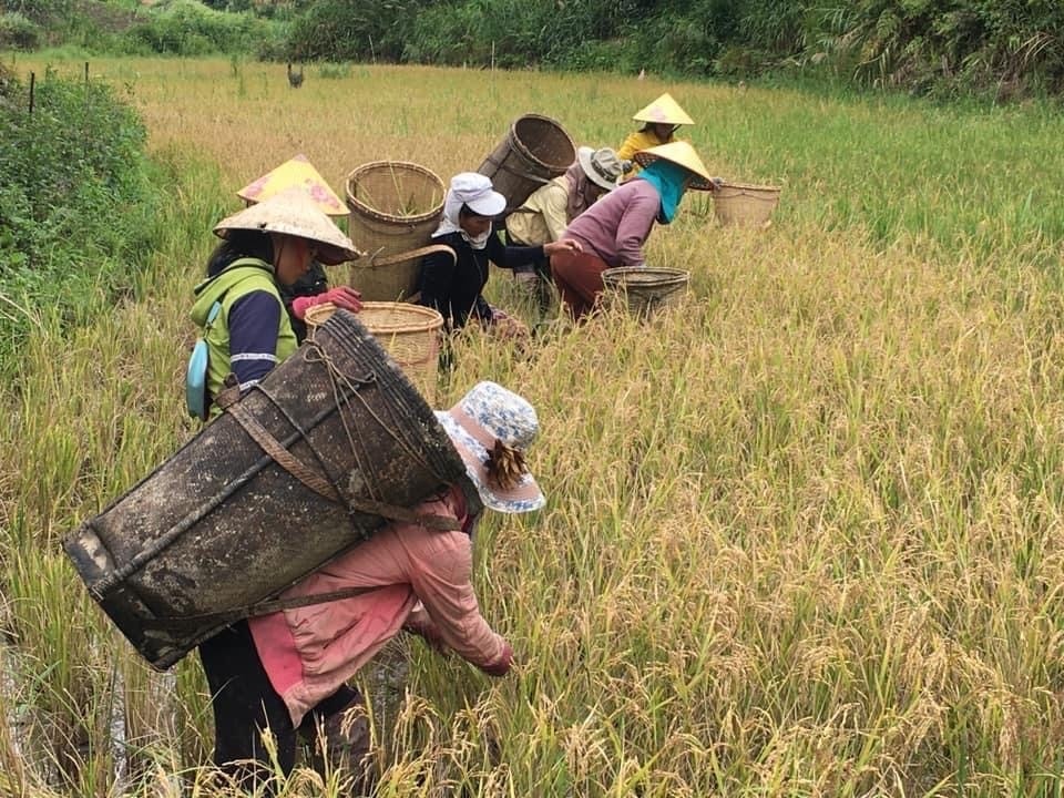 Tỉnh Kon Tum đề ra mục tiêu đến năm 2025 có 100% hộ đồng bào DTTS có đất ở, đất sản xuất Tỉnh Kon Tum đề ra mục tiêu đến năm 2025 có 100% hộ đồng bào DTTS có đất ở, đất sản xuất