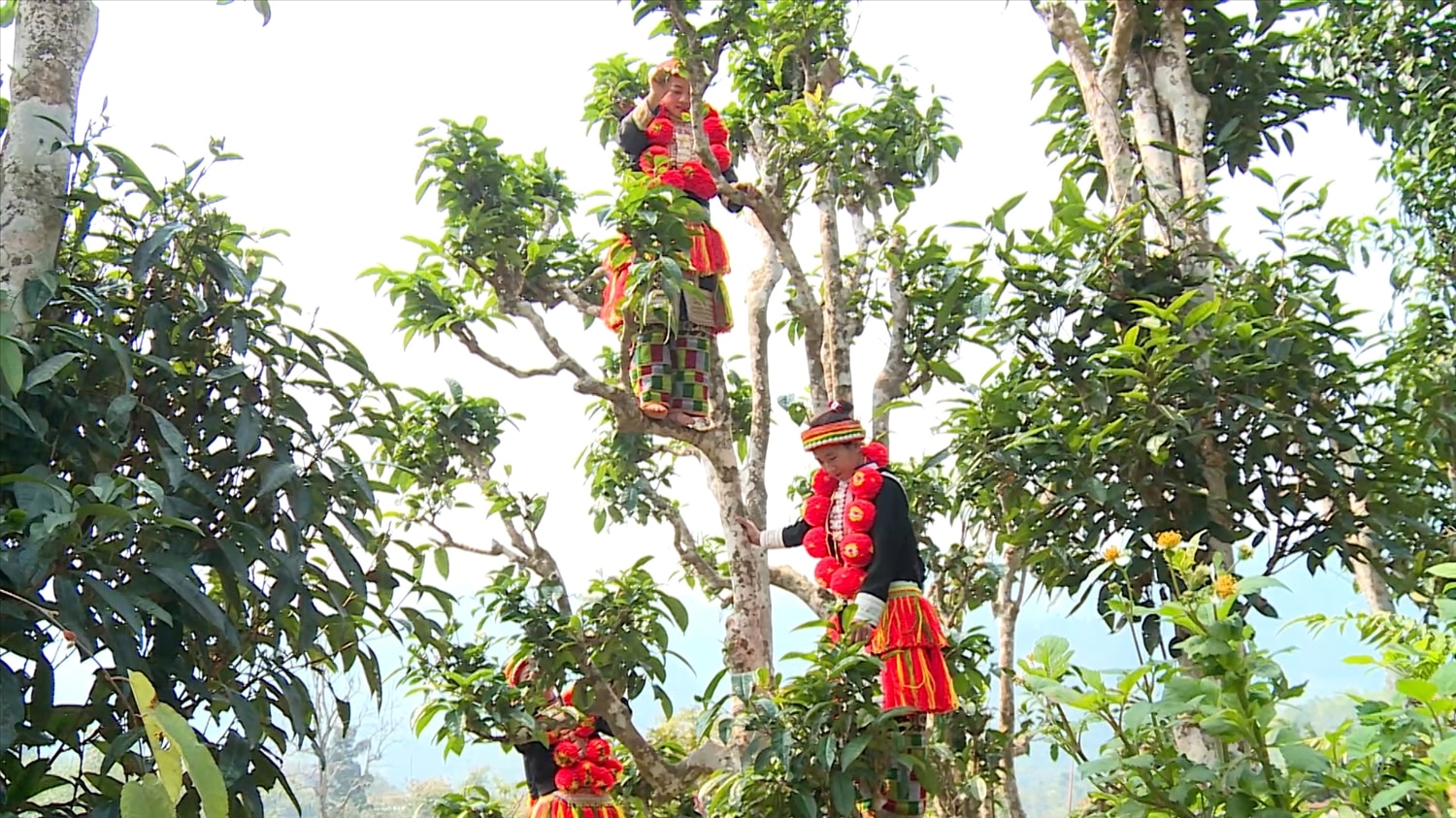 Người dân xã Sơn Phú (Na Hang) thu hoạch chè Shan tuyết. Người dân xã Sơn Phú (Na Hang) thu hoạch chè Shan tuyết.