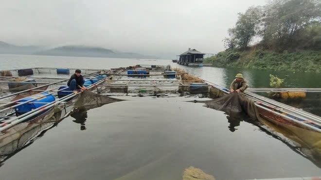 Nuôi cá lồng đã giải quyết việc làm cho hàng nghìn người dân, người lao động trên vùng hồ Hoà Bình. Ảnh: Minh Nguyễn Nuôi cá lồng đã giải quyết việc làm cho hàng nghìn người dân, người lao động trên vùng hồ Hoà Bình. Ảnh: Minh Nguyễn