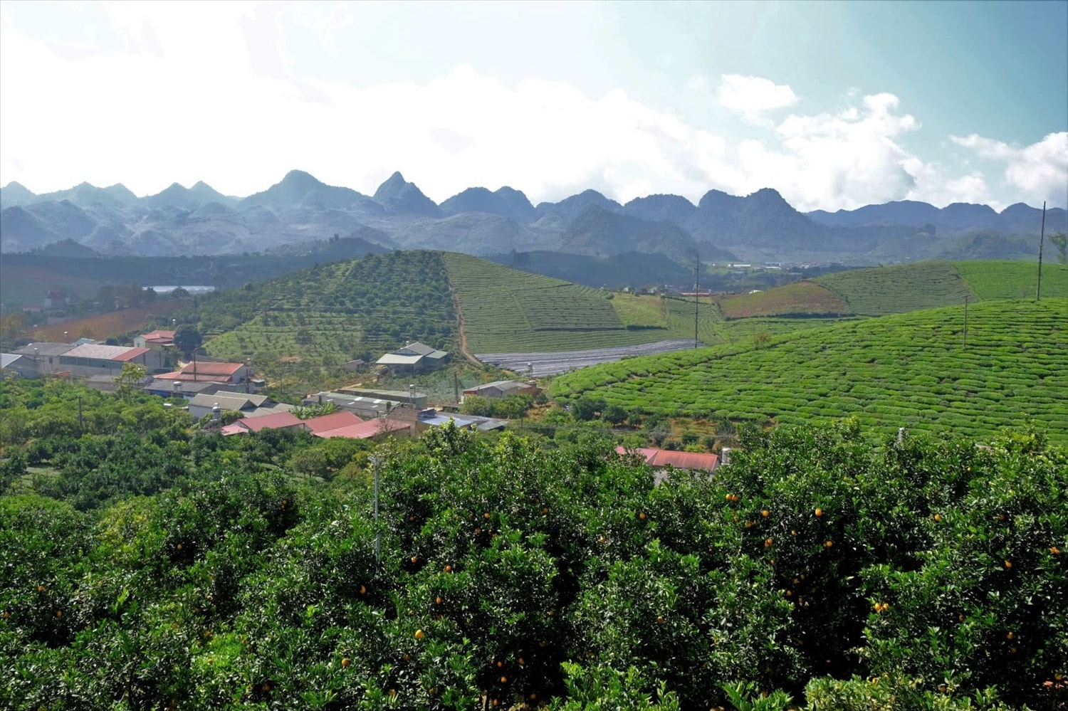 Dự án 