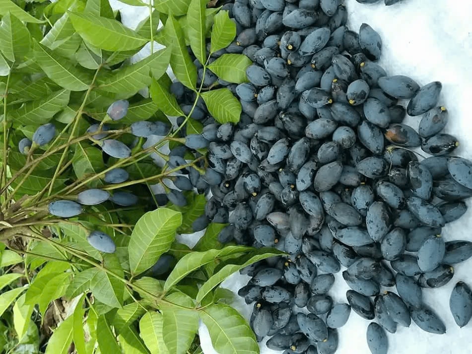 Từ tháng 10 đến tháng 12 hàng năm là mùa thu hoạch quả trám Từ tháng 10 đến tháng 12 hàng năm là mùa thu hoạch quả trám