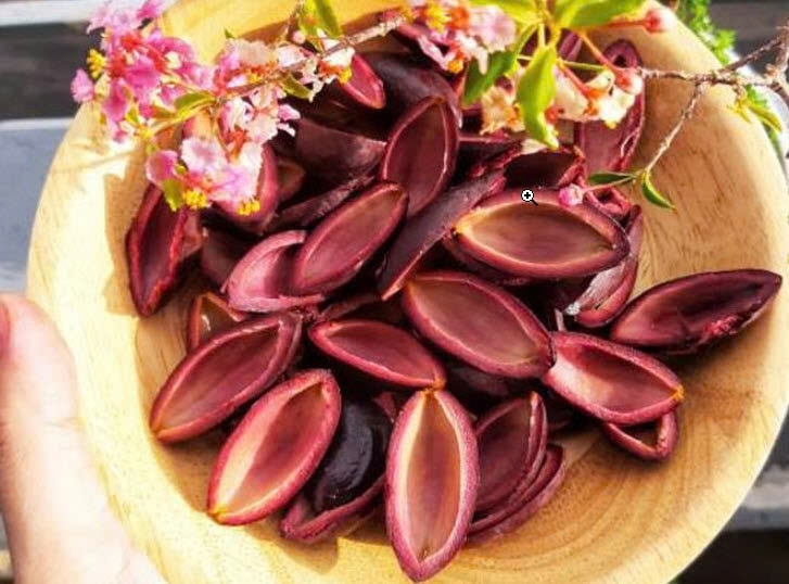 Quả trám đen tốt cho sức khỏe và có tác dụng chữa bệnh Quả trám đen tốt cho sức khỏe và có tác dụng chữa bệnh